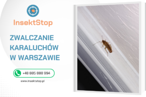 zwalczanie karaluchów InsektStop